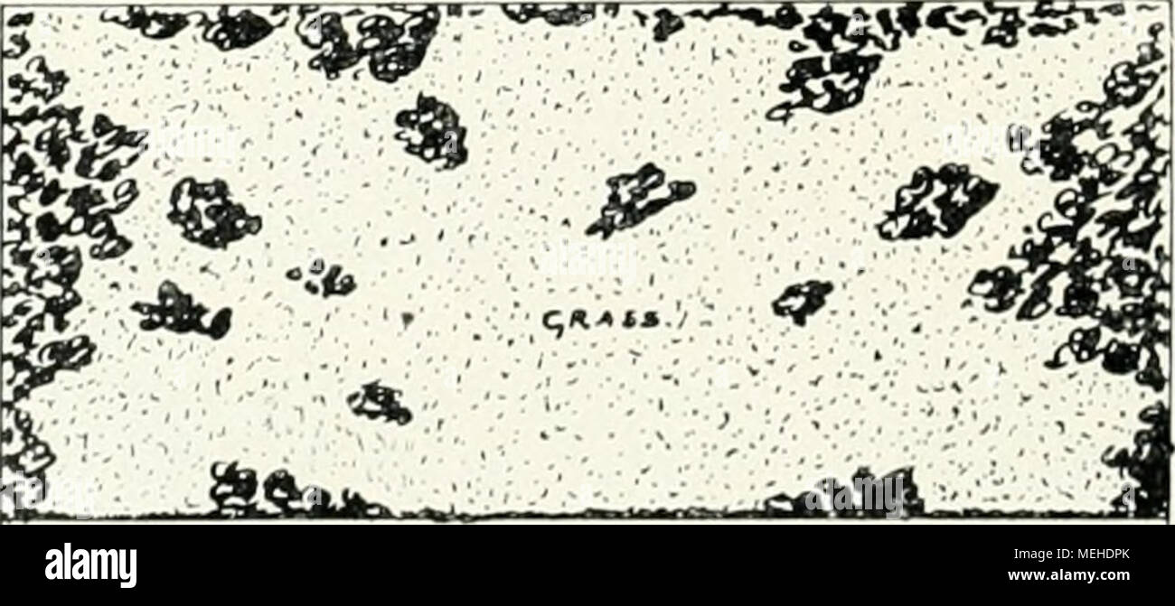 . Die Gartenkunst . c) Das Ergebnis der regelrechten Massenentwickhmg. Natür- liche Gliederung, Massen und Abst;ind in solcher Entwickelung, dat die unendlichen, die Lebendigkeit der Landschaft aus- machenden Reize un Licht und Scliattcn zur (ieltung kuinnien. Fig. 5. Die Behandlung breiter Sichten, die praktischen giacciono- sultate regelreciiter Massenentwickelung veranschaulichend. Foto Stock