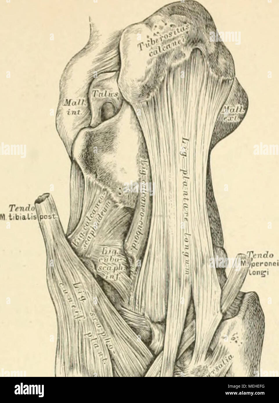 . Die descrittivo topographische und anatomie des Menschen . 1 (ll'l-../"P. &Gt;:# ' "247. Die plantaren Verstärkungsbänder der Fusswurzelgelenke. ide Bänder kommen in Betracht: zwischen Fersen- und Würfel- bein das kräftige Lig. calcaneo-culoideum, dessen porzione oberflächliche als longum bezeichnet wird. Dieses zieht zu den basi des dritten vierten e metatarso und hilft die Scheidi de M. peroneus longus verstärken. Ferner folgende Bänder: das Lig. calcaneo-scaphoideuvi, welches die Pfanne des Sprungbeinkopfes ergänzt; das Lig. cubo-scaphoideum; die tpho-cuneiformia plantaria in verbo Foto Stock