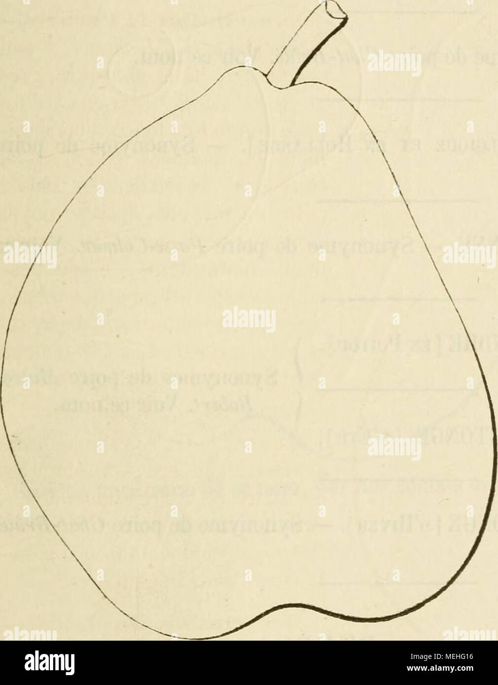 . Dictionnaire de pomologie, contenant l'histoire, la descrizione, la figura di frutti des Anciens et des frutti modernes les plus gÂ©nÂ©ralement connus et cultivÂ©s . Descrizione de l'arbre. Â Bois : assez fort. Â Bameaux : nombreux, Ã©rigÃ©s, gros, un peu tribunali, bien flexueux, lÃ©gÃ¨- rement cotonneux, rouge gri- sÃ¢tre, Ã lenticelles ampia et abondantes, Ã coussinets res- sortis. Â Yeux : moyens ou petits, unità organizzativa coniques ovoÃ¯des, noirÃ¢tres sur les Ã©cailles, collÃ©s contre l'Ã©corce. Â Feuilles : grandes, ordinairement ovuli- les-allongÃ©es , aerei ou des plus contournÃ©es, TRÍ¨s-faible- mento Foto Stock