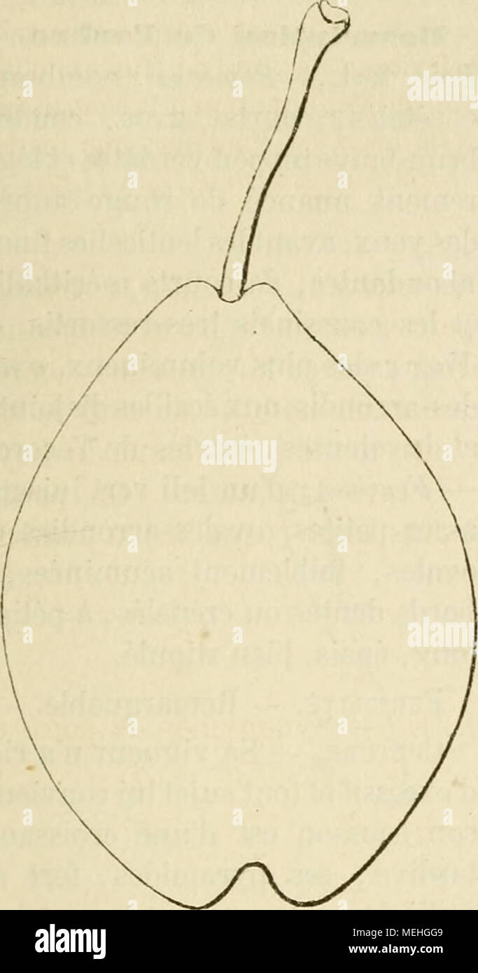 . Dictionnaire de pomologie, contenant l'histoire, la descrizione, la figura di frutti des Anciens et des frutti modernes les plus gÂ©nÂ©ralement connus et cultivÂ©s . Historique. Â Â" La poire d'CEuf est c&LT; originaire de la Suisse ; on en trouve, prin- cipalement ce, beaucoup aux dintorni de bà le Â" oÃ¹ elle est fort estimÃ©e. Â" Voilà ce qu'Ã©cri- vait en 1766 l'arboriculteur hollandais Herman Knoop, dans sa Pomologie (pagine 89-90), qui cinq ans plus tard (1771) fut traduite en franÃ§ais. Mais il oublia d'ajouter que dÃ¨s 1561 le botaniste Yalerius Cordus la dÃ©crivit trí¨s- exactement sous Foto Stock