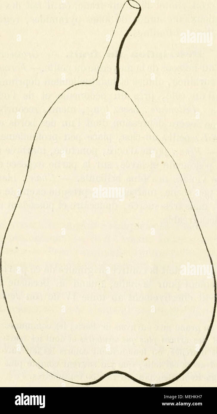 . Dictionnaire de pomologie, contenant l'histoire, la descrizione, la figura di frutti des Anciens et des frutti modernes les plus gÂ©nÂ©ralement connus et cultivÂ©s . cotonneuses, aiguÃ"s, Arquà©es ou relevÃ©es synonymes. Â Poires : 1. Bergamote d'Avranches (PrÃ©vost, Cahiers pomolo- gigues, 1839, p. 35). Â 2. Bonne de LoNGUEVAL {Id. Ibidem). Â 3. De Jersey {Id. Ibidem). Â 4. Louise-Bonne d'avran- ches (Id. Ibidem). Â 5.BeurrÃ©d'AraudorÃ© (Thompson, catalogo dei frutti di Ihe Horticultural Society di Londra, 1842, p. 143, n" 299). Â 6. BONNE-LouiSE d'AraudorÃ© (W, ibid.). Â 7. Louise- Bonne de Foto Stock