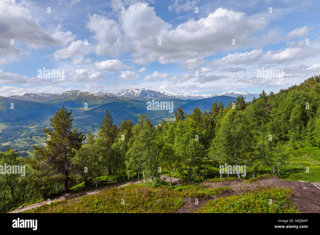 Panorama di montagna al forest line, Norvegia, sulla strada verso la cima della montagna vicino Molden Hafslo, vista di cime sopra le cime degli alberi Foto Stock