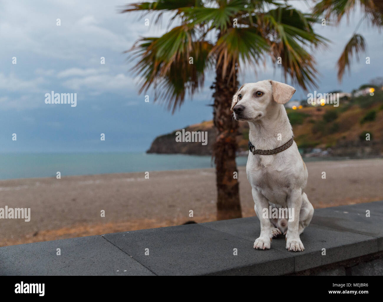 Incontro un cane bianco sulla spiaggia Foto Stock