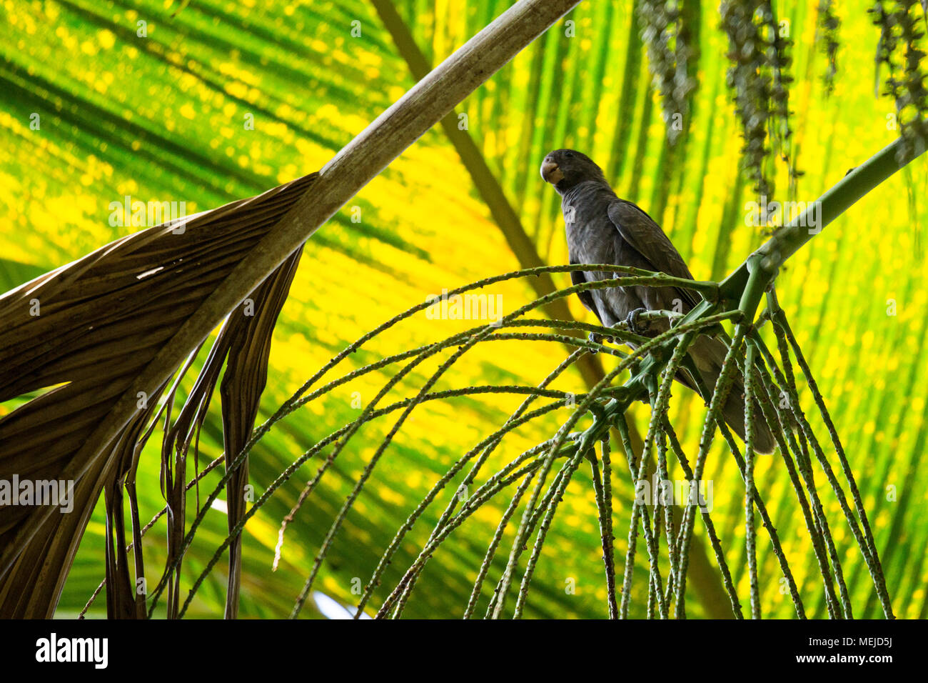 Seychelles- pappagallo nero degli uccelli endemici Foto Stock