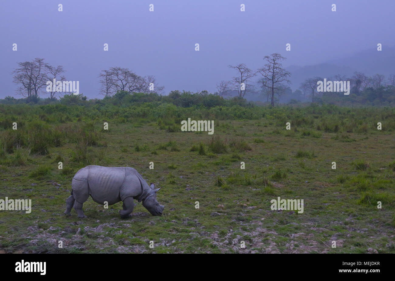 One-Horned Rhino - a Kaziranga (zona ovest) Foto Stock