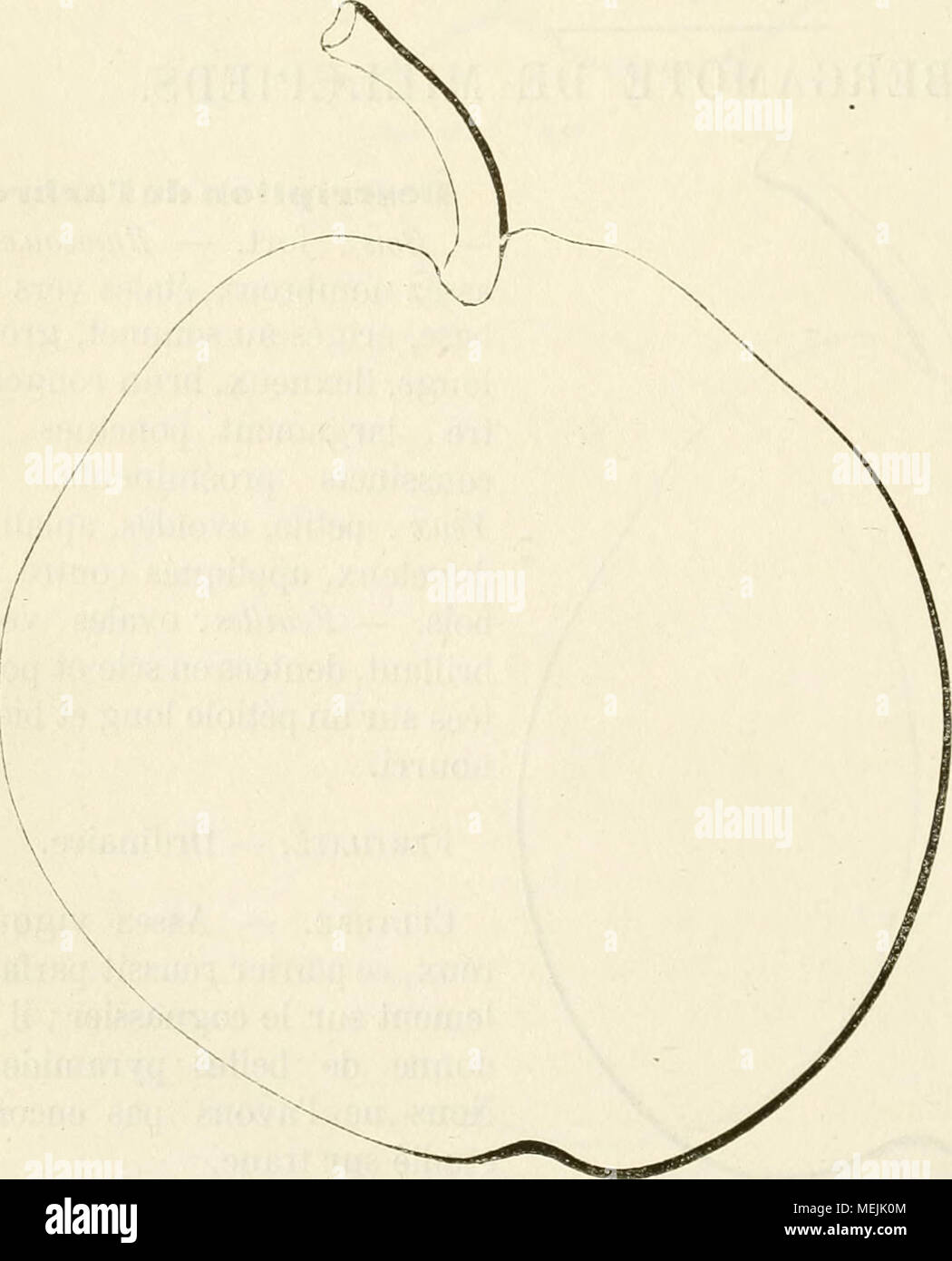 . Dictionnaire de pomologie, contenant l'histoire, la descrizione, la figura di frutti des Anciens et des frutti modernes les plus gÂ©nÂ©ralement connus et cultivÂ©s . Synonymes. Â Poires : 1. Ber- gamote DE LA GrILLIÃRE (Merlet, l'AbrÃ©gÃ© des Bons frutti, Ã©dition de 1675, p. 153 ). Â 2. Bergamote D'HivEK(dom Gentil, Le Jardinier solitaire, Ã©dition de 1723, p. 55). Â 3. Bergamote de CarÃªme ( Henri mangiatoia, Systematische Pomologie, 1783, t. II, p. 38 ). Â 4. Bergamote ronde d'Hi- ver (M. ibidem). Â 5. Berga- mote tardive {Id. Ibidem). Â 6. Bergamote de Toulouse (Thompson, catalogo dei frutti Foto Stock