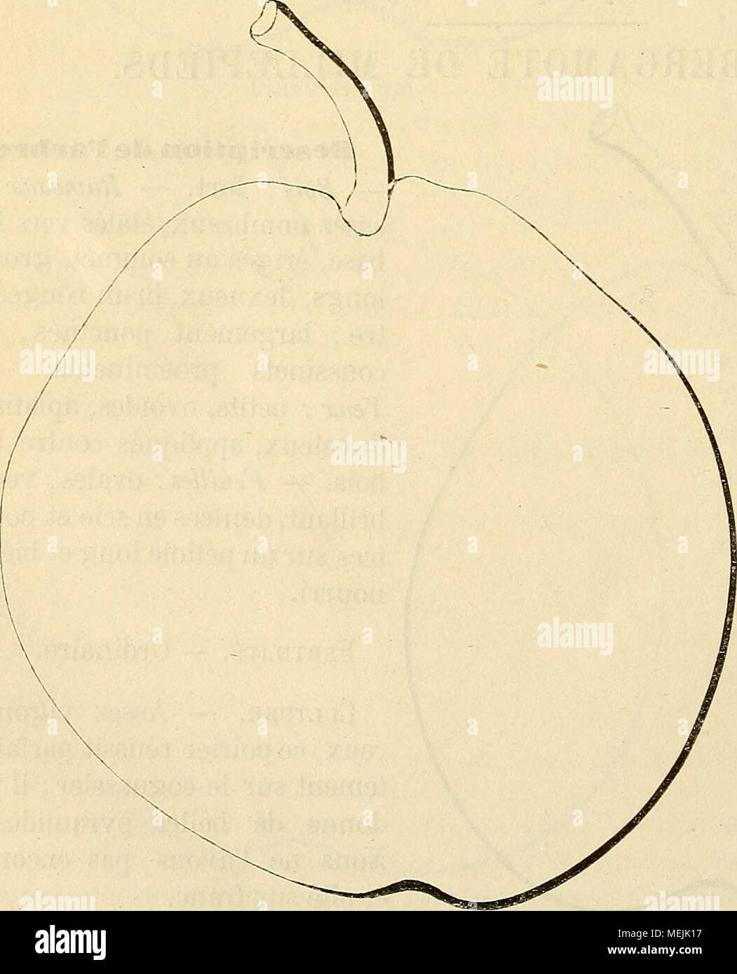 . Dictionnaire de pomologie : contenant l'histoire, la descrizione, la figura di frutti des Anciens et des frutti modernes les plus gÃ©nÃ©ralement connus et cultivÃ©s . ISynolEjmes.âPoires : ], Ber- gamote DE LA GrILLIÃRE (Merlet, l'AbrÃ©gÃ© des Bons frutti, Ã©dition de 1675, p. 1^3 ). Â 2. Bergamote d'Hi VER (dom Gentil, Le Jardinier solitaire, Ã©dition de 1723, p. 55). Â 3. Bergamote de CarÃªme ( Henri mangiatoia, Systematische Pomologie, 1783, t. II, p. 38 ). Â 4. Bergamote ronde d'Hi- ver [Id. Ibidem). Â 5. Berga- mote tardive {Id. Ibidem). Â 6. Bergamote de Toulouse (Thompson, catalogo dell'unità FRU Foto Stock