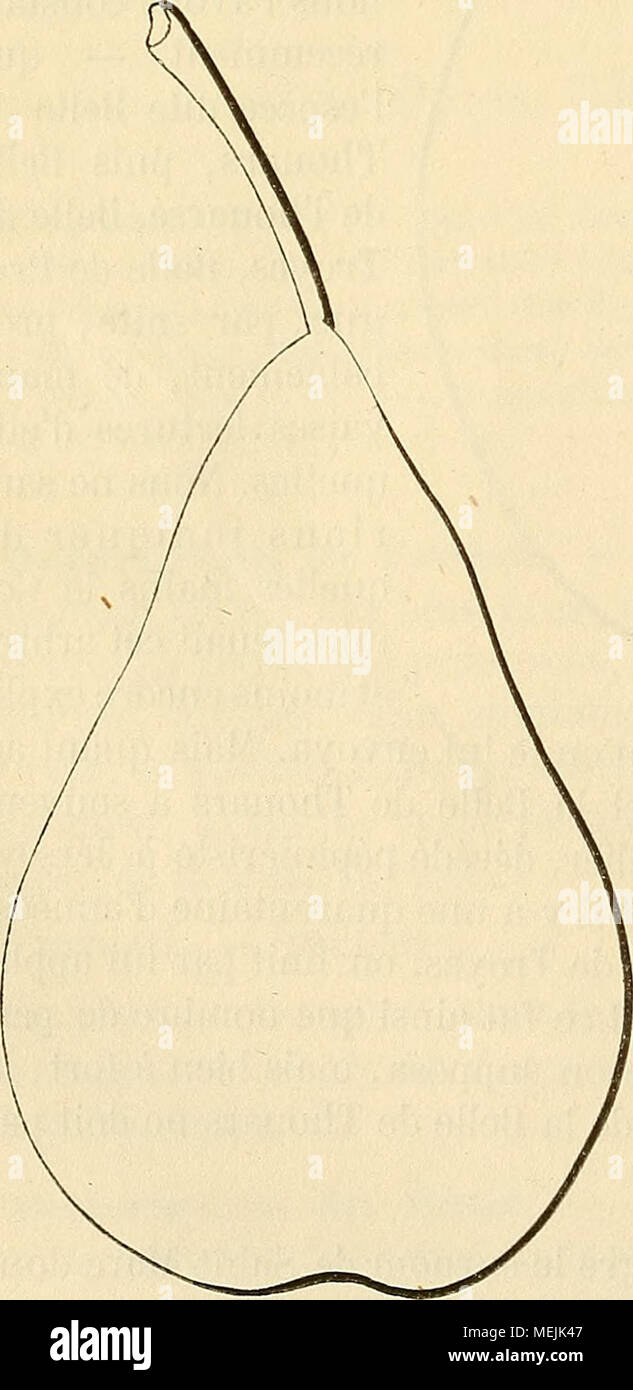 . Dictionnaire de pomologie : contenant l'histoire, la descrizione, la figura di frutti des Anciens et des frutti modernes les plus gÃ©nÃ©ralement connus et cultivÃ©s . Synonymes. Â Poires ; 1. Belle-et-Bonne d'Automne (Merlet, l'AbrÃ©gÃ© des frutti ioni^ Ã©dition de 1673^ p. 94). Â 2. Vermillon d'Automne (Dom Gentil, Le Jardinier solitaire, Ã©dition de 1723, p. 48).â 3. Ver- mio (Duhamel, TraitÃ© des arbres fruitiers, 1768^ t. Il, p. 128). Â 4. Grosse-Muscadille (Herman Knoop, Fructologie, Ã©dition de 1771, p. 138). Â 5. Muscadille rouge {Id. Ibidem). Â 6. Il MuscAT RoUGE {M. ibidem).â 7. Vermillo Foto Stock