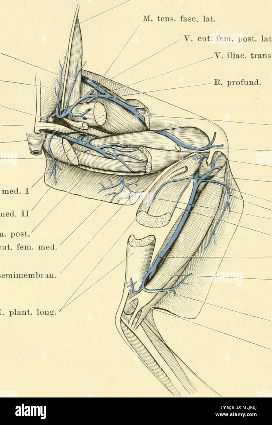 . Die anatomie des Frosches; ein Handbuch fÃ¼r Physiologen, Ãrzte und Studire . M. impianto, lungo. V. femoralis V. circumü. gen. lat. sup. Tendo M. impianto, lungo. V. circumfl. gen. lat. inf. V. Poplitea V. Tagliare. crur. lat. sup. R. sural. miisc. V. tib. i&GT;Ost. V. peiouea M. peroneus V. Tagliare. crur. lat. inf. M. tib. ant. lungo. Venen der rechten hinteren Extremität von der Dorsalseite. Der M. plantaris longus ist in der Mitte circuizione Länge durchgeschnitten, und die Hälfte proximale così gedreht, dass die sonst dem Knochen zugekehrte Fläche dorsalwärts blickt. Hier fliesst er mit dem entsprechenden Ast d Foto Stock
