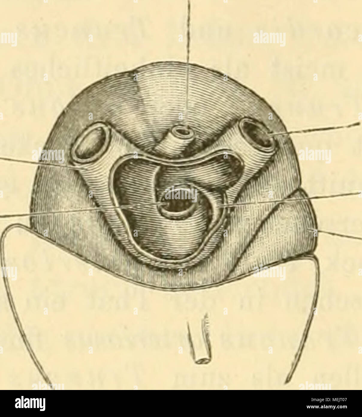 . Die anatomie des Frosches; ein Handbuch fÃ¼r Physiologen, Ãrzte und Studire .    V. Cava ant. dext. Falte Bulbus cor Sinus venoso, von der Dorsalseite eröffnet. B i d d e r hebt hervor, dass es aus diesem Grunde ganz unmöglich ist eine Ligatur "genau" um die Grenze vonHohlvenensiuus und Vorhofstheil anzulegen, oder den venösen Sinus "vor seinem Uebergange in den Vorhof" zu unterbinden. An der Einmündungsstelle der rechten V. cava antero in den Sinus findet sich eine hohe sichelförmige endocardiale Falte, die von der ventralen und caudalen Wand vorspringt und ihren scharfen frei Foto Stock