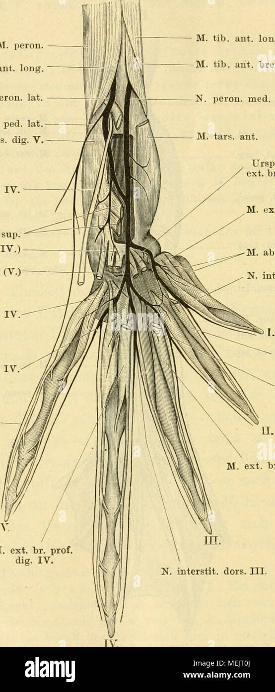 . Die anatomie des Frosches; ein Handbuch fÃ¼r Physiologen, Ãrzte und Studire . UrspiTinge der 3 mm. ext. br. med. (I, n, III). M. ext. br. prof. dig. I. M. ABD. br. dors. sfera. N. interstit. dors. I. M. ext. bi-. prof. dig. n. N. interstit. dors. II. M. ext. br. prof. dig. III. M. ext. br. prof. dig. IV. N. interstit. dors. III. VertheUimg des N. peroneus am Fussrücken. Die Muskeln oberfläehlicben nebst den zu ihnen gehenden Nervenästchen fortgenommen, um den Verlauf der Haupt - Endäste zu zeigen. Eechte Extremität. des M. tihialis anticus longus herabzieht. Mediale von dem Ansatz dieses Kopfe Foto Stock