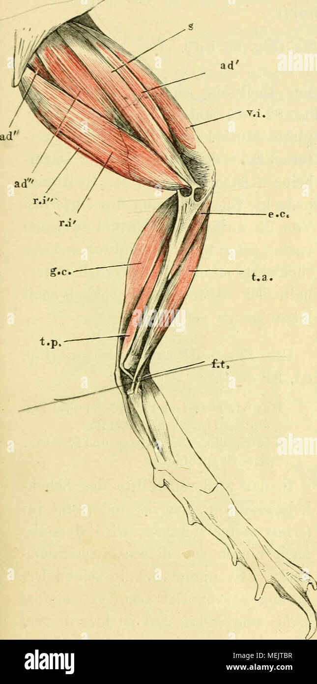 . Die anatomie des Frosches; ein Handbuch fÃ¼r Physiologen, Ãrzte und Studire . Muskeln des linken Schenkels von Rana esculenta von der unteren (Bauch) Seite. s m sartorius. o tl' m. adduttore longus. Un d" m. adduttore brevis. o d'" m. adduttore magnus. r i " m. rectus internus maior ri" m. rectus internus mindr. V i m. vastus Internus. g c m. dal gastrocnemio. e c m. estensore cruris. ta m. tibiale anticus. tp m. tibiale posticus. ft m. flessori tarso. Duges, post-ischio-tibiale super- ficiel, n. 151. Zenker, tibiae flessore magnus. Klein, ischio-tibiale. Dieser schmale, ganz am medialen Foto Stock