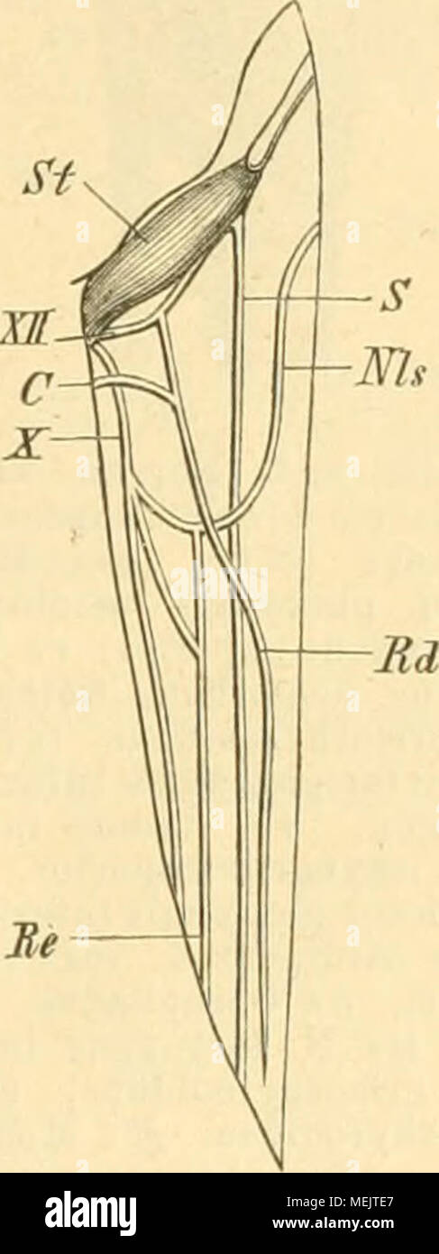 . Die anatomie des Kaninschens in topographischer und operativer Rücksicht . Ursprung des R. cardiacus n. vagi, schematisch , nach Ludwig (576'). Die Hautränder des an der rechten Seite des Halses geführten Längsschnittes sind angedeutet. St M. stylohyoideus major, sich un das Cornu majus oss. hyoidei inserierend. XII N. hypoglossus, nach Unten den R. descendens Rd abgebend. C Wurzel des R. descendens aus dem N. cervicalis III. X N. vago. Nls N. 1A- ryngeus superior. Rc Ramus cardiacus n. vagi, der eine zweite Wurzel aus dem N. laryngeus erhält superior. S N. sym- pathicus. Der N. laryngeus s Foto Stock
