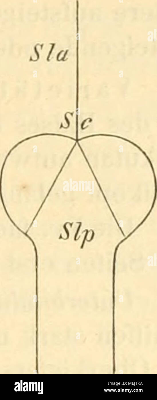 . Die anatomie des Kaninschens in topographischer und operativer Rücksicht . Str' die hinteren Enden der Lobi cerebri olfactorii un ihrer Abschnürungsstelle von den Stirnlappen des großen Gehirnes umfassen. Longitudinalis sinusale posteriore (Fig. 112 Slp) ist paarig, mündet hinten in das hintere Ende des ho- rizontalen Teiles des transversus sinusale, läuft vor- wärts auf der oberen Fläche des Vermis cerebelli superior, mündet nach vorn in den Gonfluens si- nuum. Confluens sinuum s. Confluens sinusale (Fig. 112Sc). Der venöse Hohlraum, in welchem die bei- den transversi sinusale, der longitudinalis sinusale Foto Stock