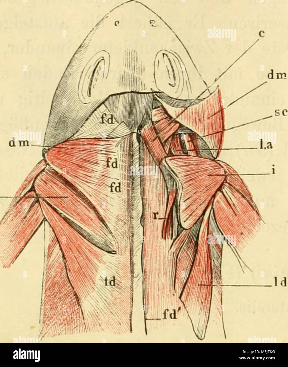 . Die anatomie des Frosches; ein Handbuch fÃ¼r Physiologen, Ãrzte und Studire . 3. Muskeln des Unterkielers. 13. )U. de^iressor maxillae inferioris Carus, Zenker (Fig. 56, 57, 64 dm). Cuvier, 1. c, II, 141 digastvicus. Duges, sus-occipito-dorso-angulaire, 32. Ein miglior, dreieckiger, oLen breiter, nach unten sich zuspitzen- der Muskel, welcher oben zwischen Kopf und Schulterblatt liegt. Er entspringt mit zwei Portio- nen, die eine grössere von der scudo dorsalis (fd), wel- che morire scapida deckt und sich nach mediani- und rückwärts über die Rückenmuskeln, nach vorn ül)er den w. tcmporaVis ers Foto Stock