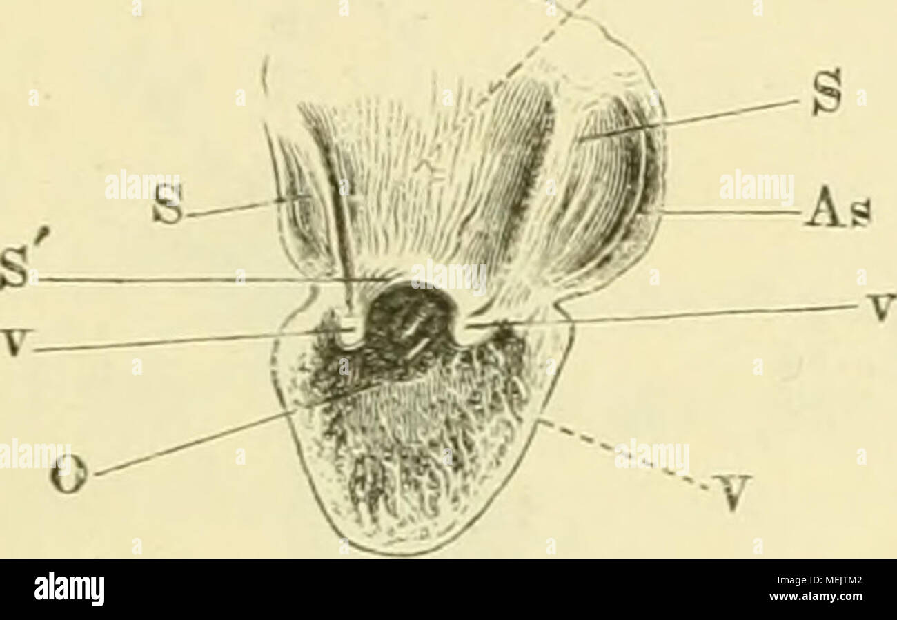 . Die anatomie des frosches. Ein handbuch fÃ¼r physiologen, Ã¤rzte und studirende . rhof. Einmündung der Venen in den Vorhof. Sä mint lieh es Körpervenenblut sammelt sich in einem Hohivenen- Hohlvenensinus, venarum sinusale cavarum, der von den drei Hohl- venen gebildet wird (Fig. 23). 1) Bisweilen erscheint das setto, wie z. B. in figura 25, in modo weit nach links gedrängt, dass es den Anschein haben kann, als fehle dasselbe ganz. Foto Stock