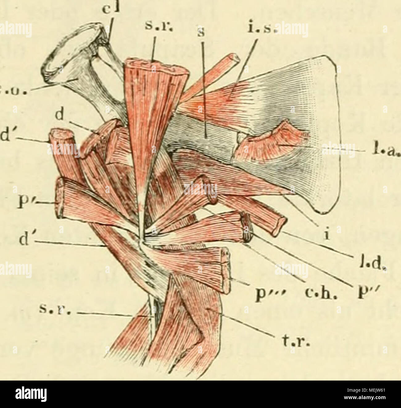 . Die anatomie des frosches. Ein handbuch fÃÂ¼r physiologen, ÃÂ¤rzte und studirende . Muskeln des &gt;chultergÃ¼rters und des Arrus der rechten Seite, os coraeoideum (co) und clavi- cula I/O sind nach Durchschneiduug des in der iiudianebene gelcgenÂ°n Knorpels lateralwÃ¤rts umgelegt. c o os eoraeoideum. c / clavicola. * KnÃ¶cherne scapola. s' knorplige scapola. sr m. sternoradialis, am Ursprung abgeschnitt. Â I m. deltoideus. d porta. clavicul. desselben. p' porta. sternalis ant. des m. pettorale. p" porta. stern. post. p" porta. abdominalis. c h m. coraco - humeralis. Xd m. latissimus Foto Stock