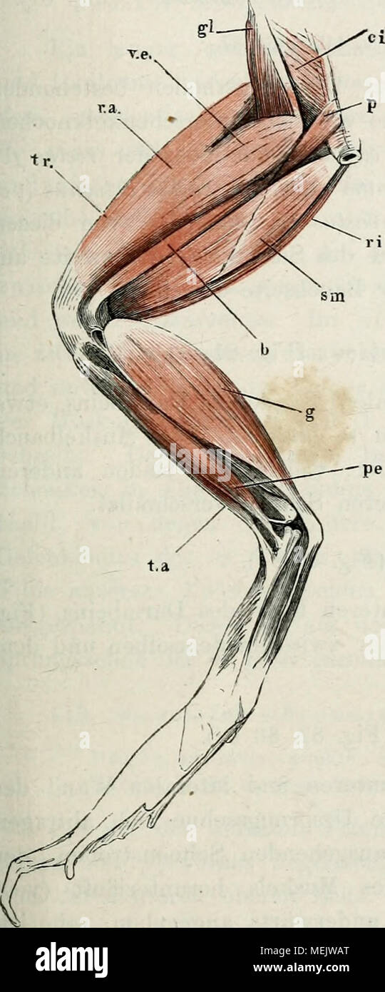 . Die anatomie des Frosches : ein Handbuch, . Muskeln des linken Schenkels von rana eseu- lenta, von oben. ci m. coccygeo-iliacus. gl m. glutaeus. p m. pyriforniis. ?' Una m. rectus antero. ve m. vastus externus. tr m. tricipiti fem. r i m. rectus internus miuor. s ni m. seraimembranosus. b m. bicipite. g Dl. gastrocnemio. Ho una m. tibiale anticus. pe m. peroneus. aädudor longus und magnus (cid' und ad'")^ sowie den addudor bre- vis (ad"). Entfernt man den tri- ceps, così sieht man den ileo psoas (ip) und unter dem semimenibra- nosus den qiiadratus (QF) und capsularis femoris (0 g). Foto Stock