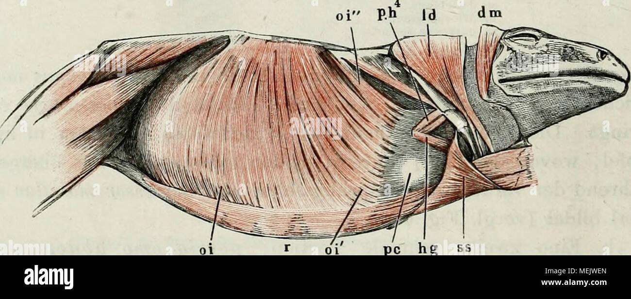 . Die anatomie des Frosches : ein Handbuch, . pc hg SS Bauchmuskeln der zweiten Schicht von rana escnlenta von rechts und unten gesehen. Der m. obliquus externus ist entfernt, die Rechte Vordcrextrtraität stark uacli vorn umgewendet. m. obliquus internus. 0 Io' Ansatz der dritten porzione desselben am Herzbeutel. pc Herzbeutel. Ol" porzione Zweite, welche sich an den Schlund ansetzt. m. rcctus addominali. s s m. subscapularis. il m ra. depressore niaxiUae. I d m. latiss. dorsi und infraspinatus. pA ' ni. petrohyoideus quartus. h g m. hyoglossus. von der portio omo-abdominalis desselben (vergl. Foto Stock