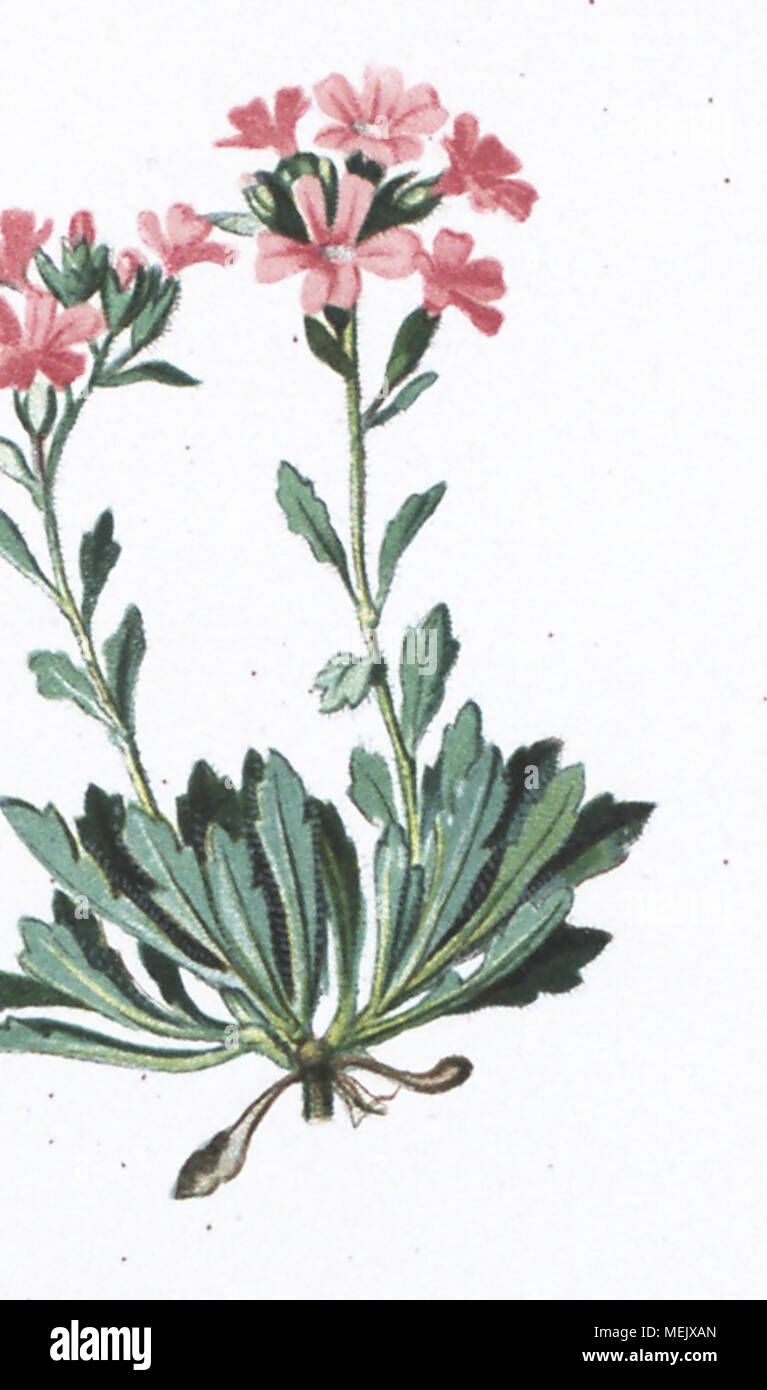 . Die Alpenpflanzen nach der Natur gemalt [Vol. 1] . ////&Lt;-/// /r/s/f/ "///"//" Foto Stock
