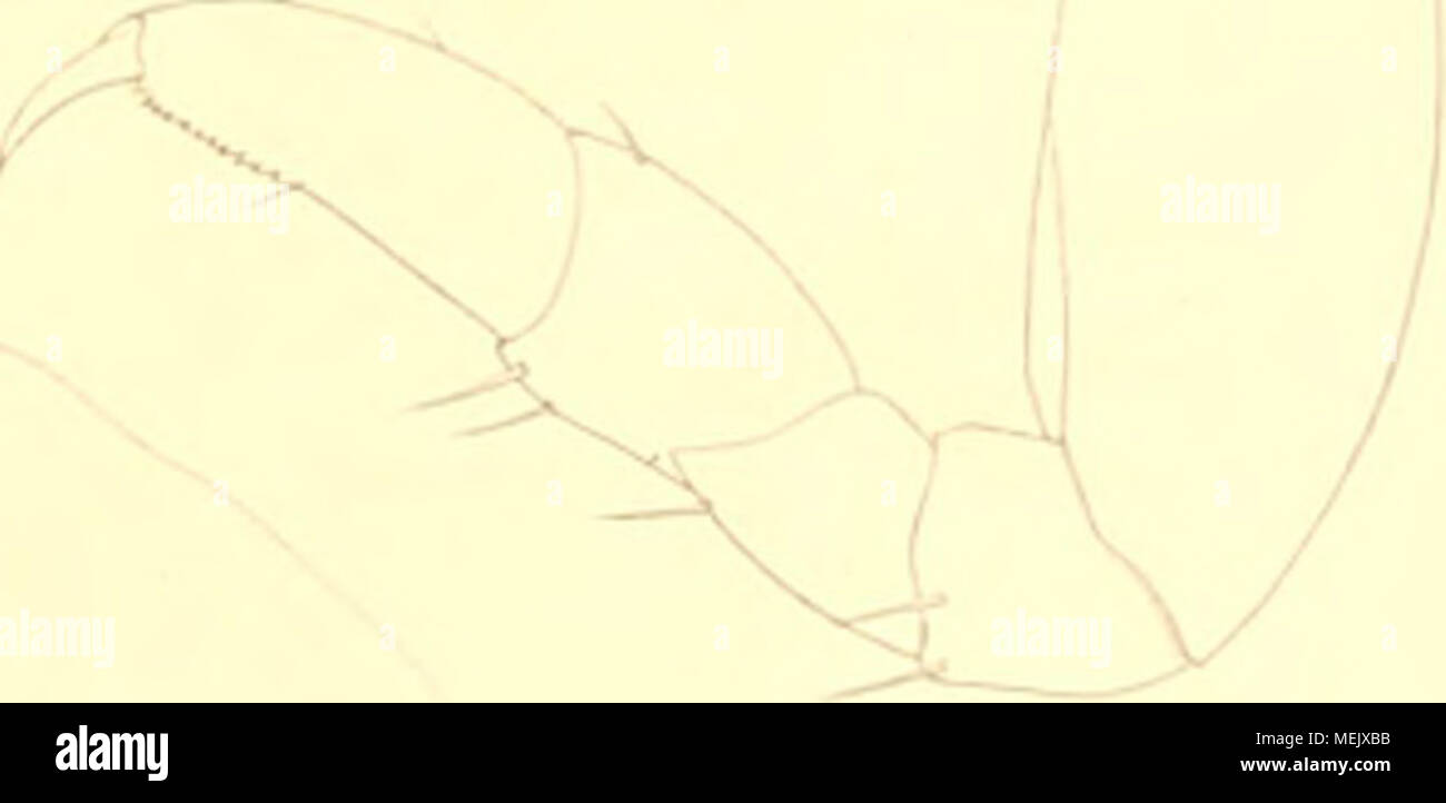 . Die Amphipoden der plancton-spedizione . I'iq 0 Fkj 't u, Ifl" f'iij Kl #v^ â -r-V JTX. fu/i:;. f'njl'l- / FÃ¼r Kl '.'/ In,. 7 u Tu, 18 Foto Stock