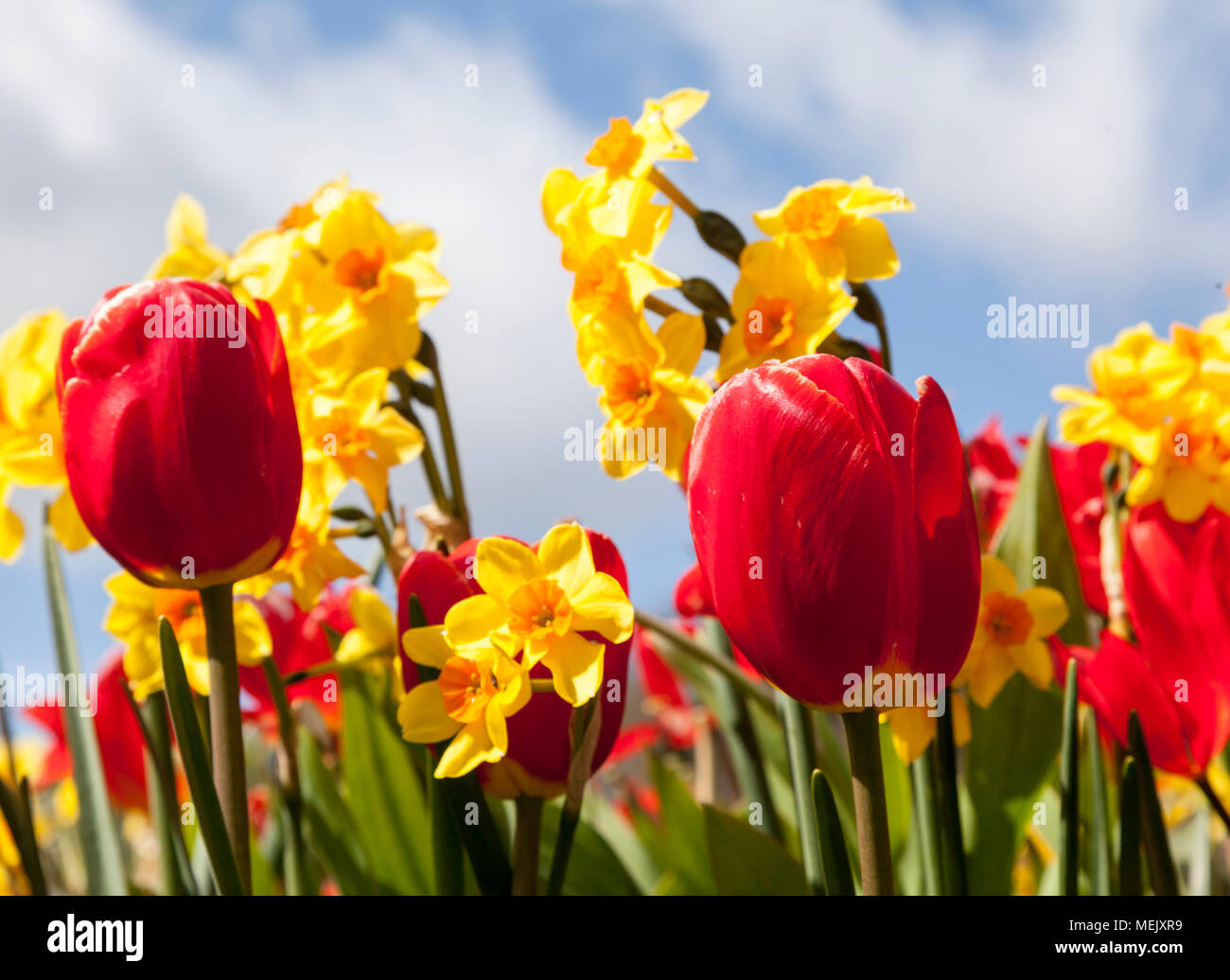 Tulipani e narcisi contro sky in giardino formale Foto Stock