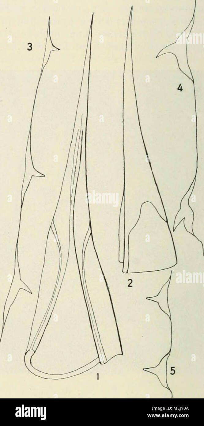 . Die Agaven. Beiträge zu einer Monographie. Mit 79 Abbildungen im Text und 2 Karten . Fig. 38. A. Salmiana Otto, ca. ^/j^^ n. Gr. In Ludwig Wixters Garten (Giard. Il Vallone) bei ßordighera. Fig. .39. A. Salmiana Otto. 1-2 Endstaehel; Randstacheln : 3 oberste, 4-5 oberhalb der Mitte, 6 unterhalb der Mitte des Randes. -^/^ n. Gr. nur an den Hochblättern am Fuße des Schaftes in eine feine Horn- linie zusammenfließend (Fig. 40). A. Salmiana var. recurvata Jäcobi in Hamb. Gartenztg. (1866) 169, Versuch .j'J, ist ebenfalls eine schmalblättrige Varietät mit Blättern zurückgebogenen. Mexiko, zuerst dur Foto Stock