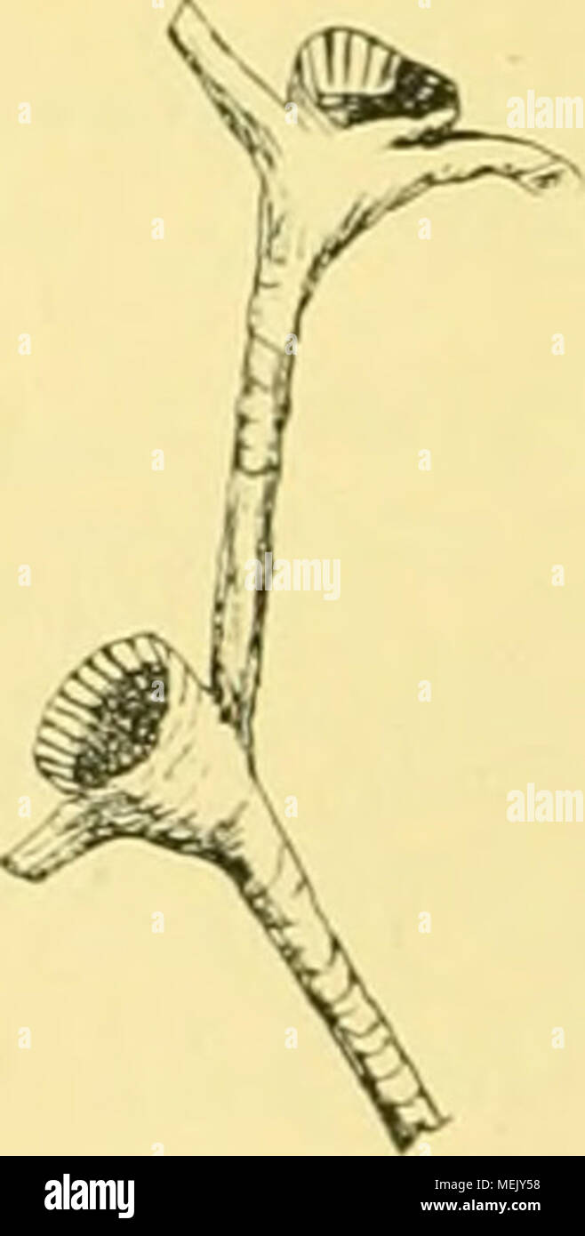 . Die Alcyoniden der Siboga-spedizione. I. Coralliidae . Fig. 9. Cladochonus michelini. 1) .nnals e la Rivista di Storia Naturale, vol. 20, 1847, p. 227. 2) Memoires de l'Academie Royale des Sciences, des lettres et des Beaux-Arts de Belgique, Tomo 39, 1872, p. 150. 3) 1-c. p. 153- 28 Foto Stock