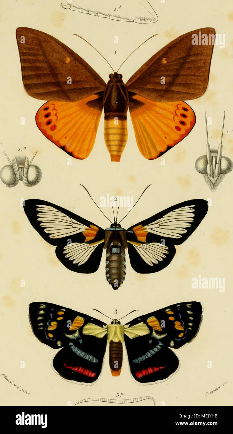 . Dictionnaire universel d'histoire Naturelle : résumant et complétant tous les faits présentés par les encyclopémuore, les anciens dictionnaires scientifiques, les oeuvres complètes de Buffon, et les... traités spéciaux sur les diverses rami des Sciences Naturelles. .. . .^-'cAi////(â /"f/ii/.r (('.isliii.i j,.|.vx,/A//, ) __ 2. ^tr////t :!.- /(/a//-i/t,r/>/, (Ao.nisla (Corvli.i r.v.ll.^ Foto Stock