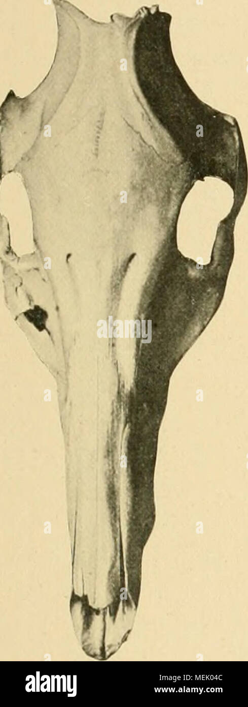 . Die Abstammung der ältesten Haustiere .. . Foto Stock