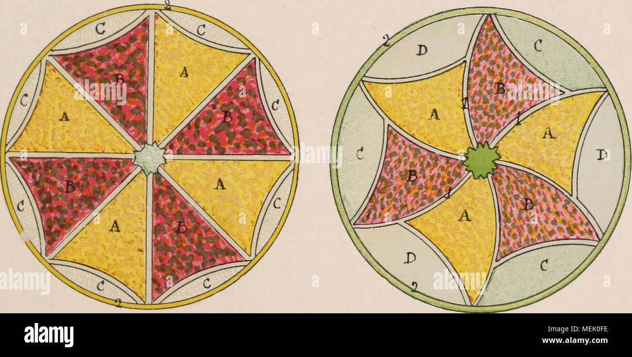 . Dictionnaire d'orticoltura illustrÃ© / par D. Bois prÃ©faccia de Maxime Cornu avec la collaboration de E. AndrÃ© ... [Et al.]. . III. Â Corbeille de 2 m de diamÃ¨tre. Centro : Echeveria metallica. 1. Piretro ou Echeveria. 2. Sempervivum calcareum. A. Alternanthera chromatella. B. â amcÃ"na, G. Sempervivum arachnoideum. IV. Â Corbeille de 2m de diamÃ¨tre. Contre : Cordyline indivisa. 1. Echeveria secunda glauca. 2. Pyrethrum parthenium aureum. A. Alternanthera chromatella. B. â amabilis. C. Sedum dasyphyllum. D. â sarmentosum. MOSAÃQUES. ModÃ¨les de Corbeilles du MusÃ©um de Paris. (Voir : Foto Stock