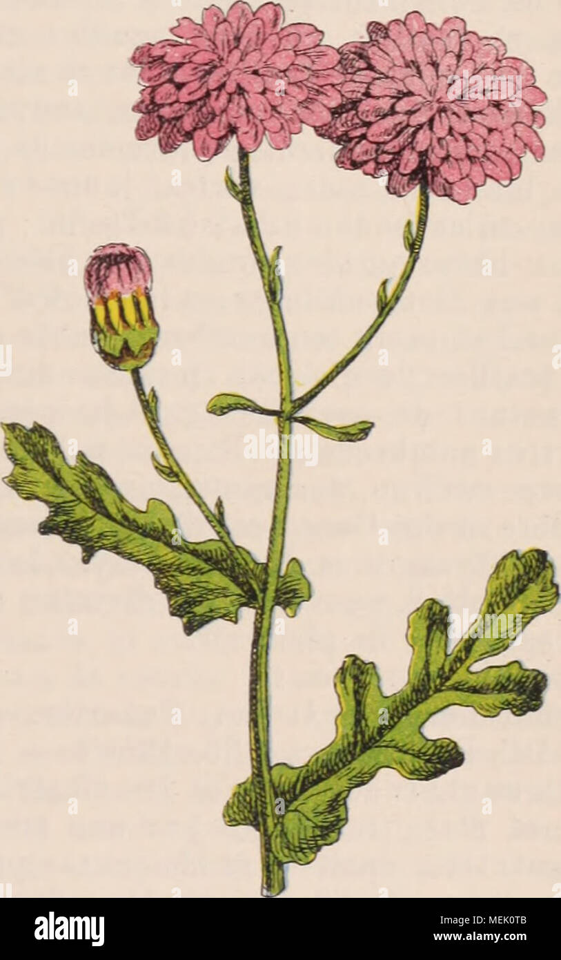 . Dictionnaire d'orticoltura illustrÃ© / par D. Bois prÃ©faccia de Maxime Cornu avec la collaboration de E. AndrÃ© ... [Et al.]. . Fig. 811. Â Senecio elegans L. S. Boissierianum Reichenb f. Â Xenia, t. 62. Sellerie. Nom allemand du CÃ©leri. Syn :Cypr. reticulatum Reichenh f.] â Grandes SEMELE Kunth, (LiliacÃ©es - AsparaginÃ©es.) L Ã sÃ©impallidisce jaunÃ¢tres, rÃ©ticulÃ©s de vert ; Pí©racconti ! Genere ne diffÃ©rant des Buscus que par les Ã©ta- croits, ondulÃ©s, bordÃ©s d'une ligne Pourpre et ; mine au nombre de sei et les fl placÃ©es sur le ivÃ©s de pourpre à l'extrÃ©mitÃ© ; labelle jaune, bord des c Foto Stock