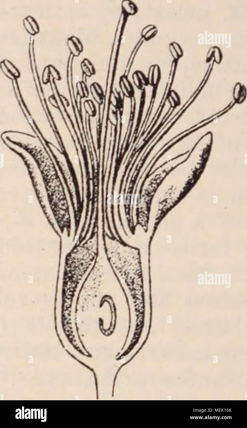 . Dictionnaire d'orticoltura illustrÃ© / par D. Bois prÃ©faccia de Maxime Cornu avec la collaboration de E. AndrÃ© ... [Et al.]. . Fig. 644. Â Ovaire supÃ¨re ou libre (Amandier.) La situation de l'ovaire par rapport aux autres parti de la fleur un une grande impor- tanza au point de vue de la classificazione des plantes. L'ovaire est dit supÃ¨re oulibre{Fig.644), lorsqu'il est placÃ© dans la fleur, au dessus du niveau oÃ¹ s'attache le pí©rianthe et sans adhÃ©- renza aucune avec les autres verticilles floraux; il est infÃ¨re ou adhÃ©affitto {Fig. 645), lorsqu'il est situÃ© au dessous du plan d'in Foto Stock
