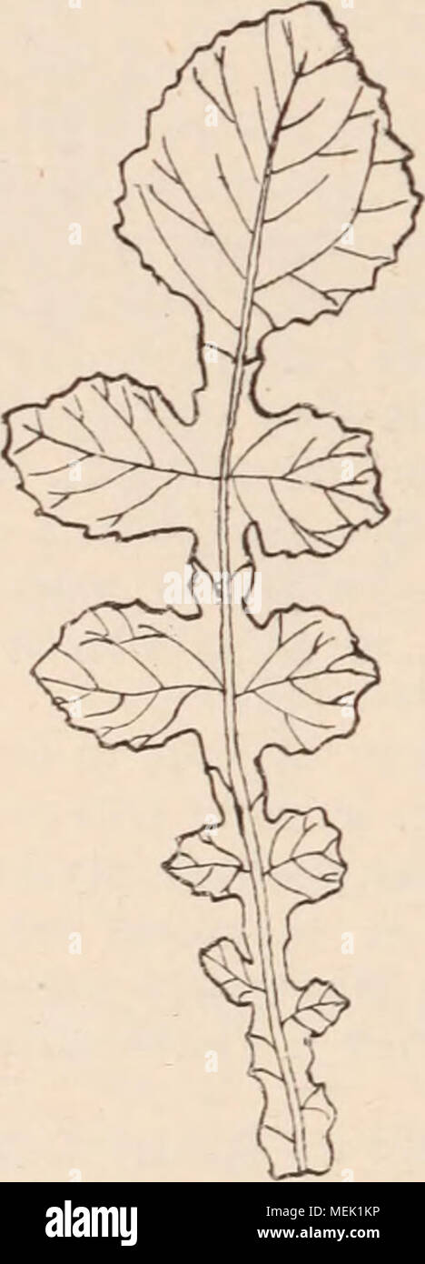 . Dictionnaire d'orticoltura illustrÃ© / par D. Bois prÃ©faccia de Maxime Cornu avec la collaboration de E. AndrÃ© ... [Et al.]. . Fig. 555. Â"feuille lyrÃ©e. LYRÃ. {Fig. 555.) su applique surtout ce nom aux feuilles pinnatifides qui ont onu grand lobo terminale et les lobi latÃ©raux d'autant plus petits qu'ils sont insÃ©rÃ©s plus prÃ¨s de la base du limbe. LYSIMACHIA L., Lysimaques. (PrimulacÃ©es.) Plantes vivaces annuelles ou, herbacÃ©es ; calice Ã 5 parti ; corolle campanulÃ©e ou rotacÃ©e, Ã tubo trí¨s Court, Ã limbe 5-partizioni; 5 Ã©tamines, insÃ©rÃ©es sur le tube de la corolle ; ovaire li Foto Stock