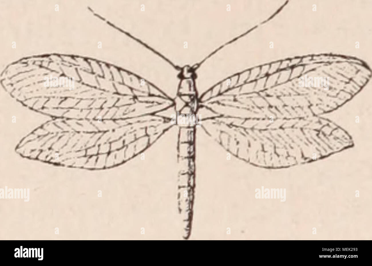 . Dictionnaire d'orticoltura illustrÃ© / par D. Bois prÃ©faccia de Maxime Cornu avec la collaboration de E. AndrÃ© ... [Et al.]. . Fig. 471. Â HÃMÃROBE. mento de dÃ©poser Åuf onu, appuie sur une"feuille l'extrÃ©mitÃ© de son addome et prÃ©sente l'Åuf enduit d'une matiÃ¨re trí¨s visqueuse, estensibile siccative Ã l'aria; elle relÃ¨ve figlio ab- domen sans lÃ¢cher l'Åuf; la liqueur s'allonge, forme di filetto onu dÃ©liÃ©, et quand Celui-ci un aquis la longueur convenable, elle abandonne l'Åuf Ã lui-mÃªme et il reste balancÃ© sur la tige qui le porte. Su les trouve toujours sur les feuil- les attaquÃ©es par Foto Stock