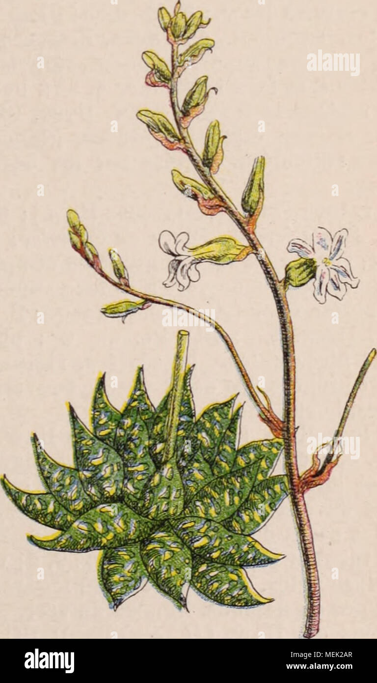 . Dictionnaire d'orticoltura illustrÃ© / par D. Bois prÃ©faccia de Maxime Cornu avec la collaboration de E. AndrÃ© ... [Et al.]. . Fig. 463. Â "Haworthia" margaritifera Haw. "HAWORTHIA" DUV. Genere trí¨s voisin des Aloe, s'en distinguant par les Ã©tamines qui ne dÃ©- passent pas le pí©rianthe, et Celui-ci Ã 2 lÃ¨vres enroulÃ©es en dessous. Tige ou souche feuillÃ©e trí¨s courte; file, en ou rosette imbriquÃ©es, Ã©talÃ©es, courtes, sur 3 ou plusieurs sÃ©ries, Ã©paisses, charnues. Pí©doncules simples ou un peu rameux. FI. plus petites que dans les vrais Aloe, Ã©analizza sur une longue grappe, souvent Foto Stock