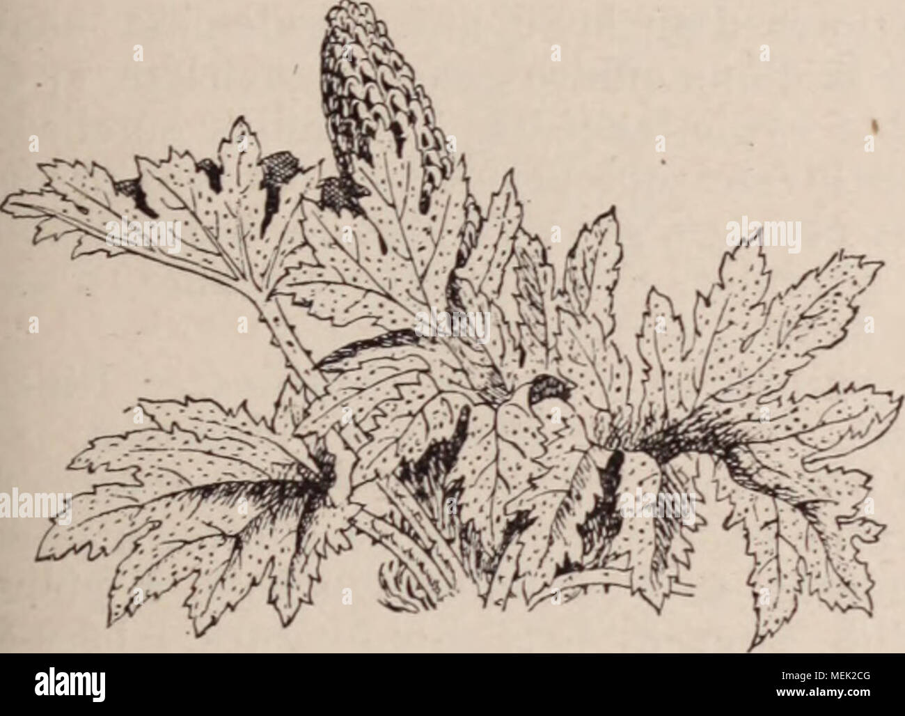 . Dictionnaire d'orticoltura illustrÃ© / par D. Bois prÃ©faccia de Maxime Cornu avec la collaboration de E. AndrÃ© ... [Et al.]. . .Fig. 452. Â Gunnera CHILENSIS LÃ¢mk su pourrait encore cultiver: G. insignis DC. Syn. : Pankea insignis Oerst.] de Costa-Rica ; ,r. macrophylla Blume. Bennett, Java, 15; :5Chizl, icona. 2, 94, des hautes montagnes le Java et Sumatra. Ces plantes des hauts plateaux craignent les xtrÃªmes de tempÃ©rature et rÃ©clament la pleine erre. Parti fraÃ®ches et humides legare la rÃ©gion le l'Oranger Terre humide tourbeuse. Multipl. l'Ã©clats. J. D. Gunthera. Voir Xanthoeephal Foto Stock