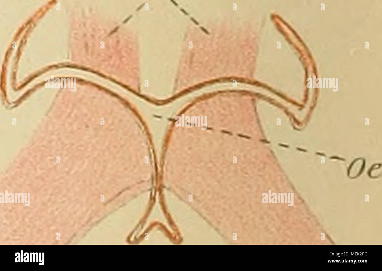 . Die Asterocheriden des Golfes von Neapel und der angrenzenden Meeres-Abschnitte . spTvpe.2 ,iP(,p2 /, un 9 ms r'i Foto Stock