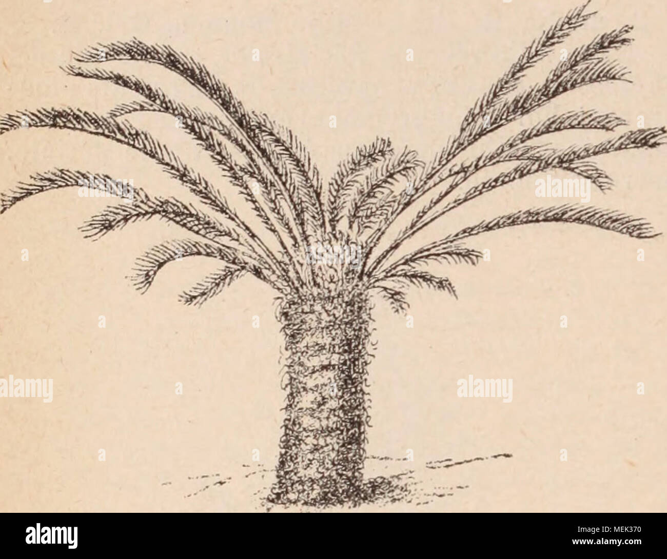 . Dictionnaire d'orticoltura illustrÃ© / par D. Bois prÃ©faccia de Maxime Cornu avec la collaboration de E. AndrÃ© ... [Et al.]. . Fig. 291. - Cycas revoluta Thunb. Ciclamino L. (PrimulacÃ©es ) Plantes vivaces herbacÃ©es, Ã racine tubÃ©riutilizzo; rlles. toutes ra- dicales, longuement pí©tiolÃ©es ; Pí©doncules radi- caux. uniAores, gÃ©nÃ©ralement roulÃ©s en spirale avant et aprÃ¨s la floraison; rieur penchÃ©e; ca- lice Ã 5parti; corolle Ã concava del tubo, limbe Ã Ã 5 parti rÃ©flÃ©chies et relevÃ©es. La capsula glo- buleuse Ã 5 valvole. 12 Ã 14 specialmente de l'Europe centr. et des contrÃ©es avoisinant la MÃ© Foto Stock