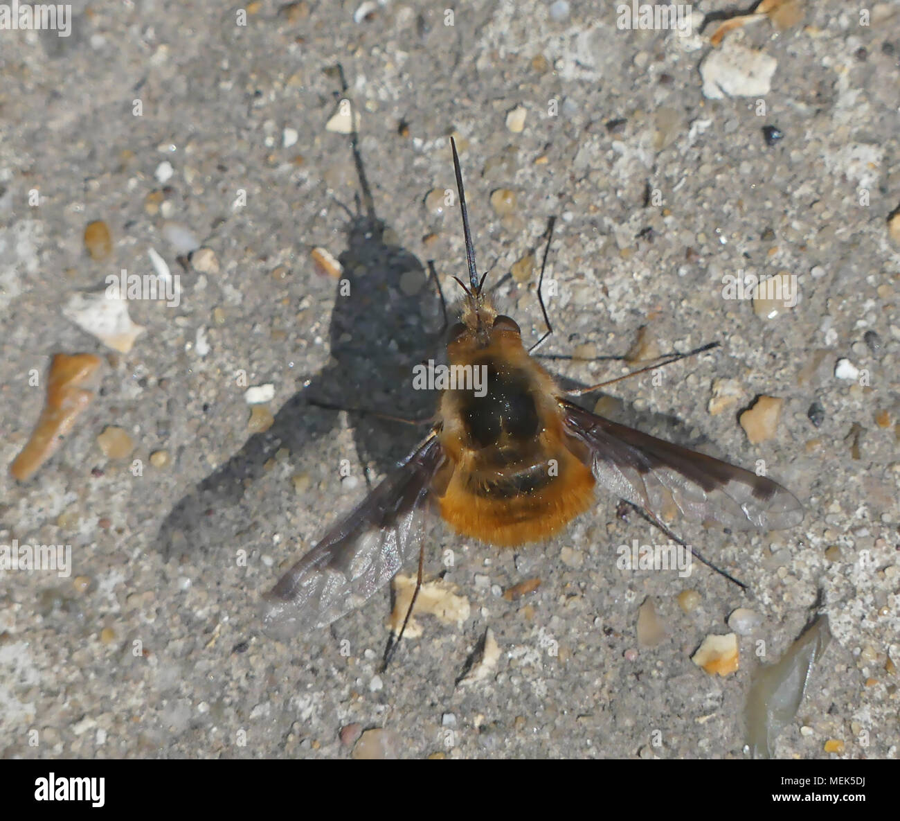 DARK-REFILATO BEE-FLY Bombylius major. Foto: Tony Gale Foto Stock
