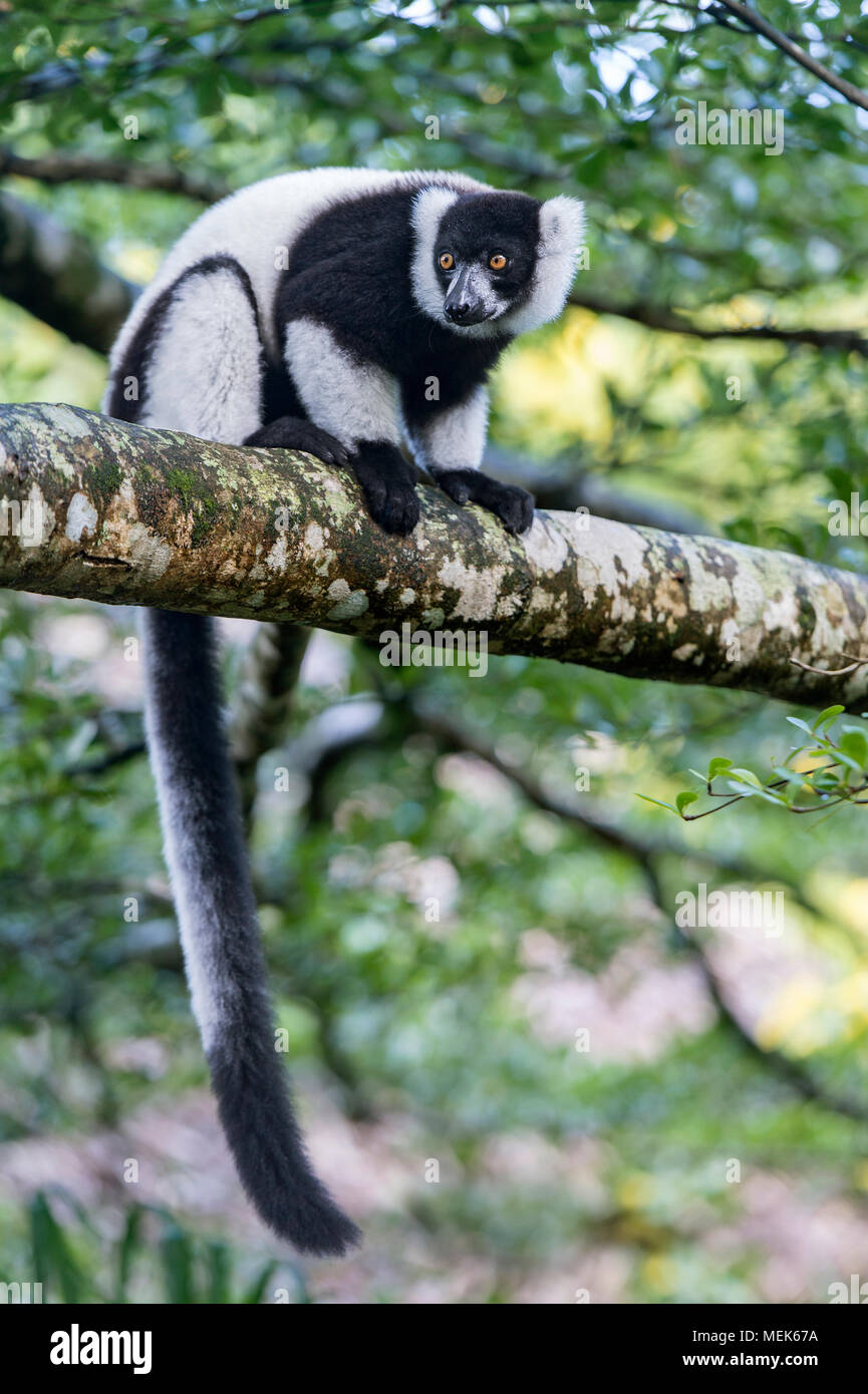 In bianco e nero lemure ruffed (Lemur Varecia variegata), famiglia Lemuridae, endemica del Madagascar, Ankanin Ny Nofy, Madagascar Foto Stock