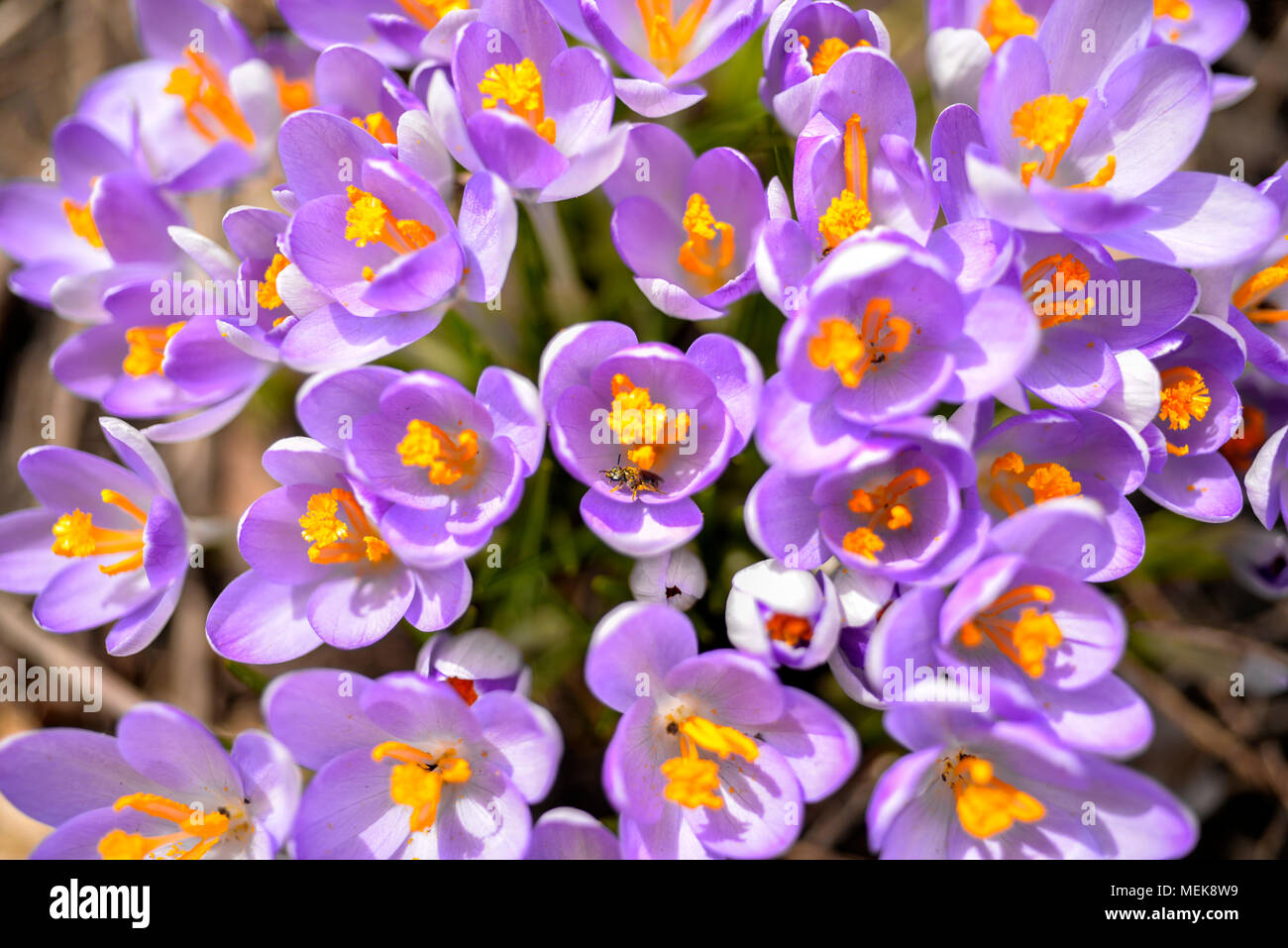 Bee visite crocus viola fiori in primavera Foto Stock