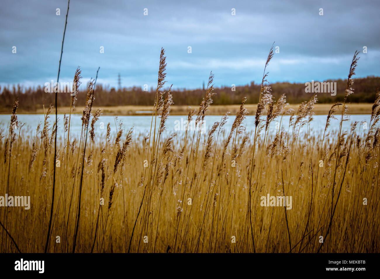 Praterie accanto alla coltivazione di acqua nel Cheshire England. Riserva naturale con lunghi di gambi di erba in primo piano Foto Stock