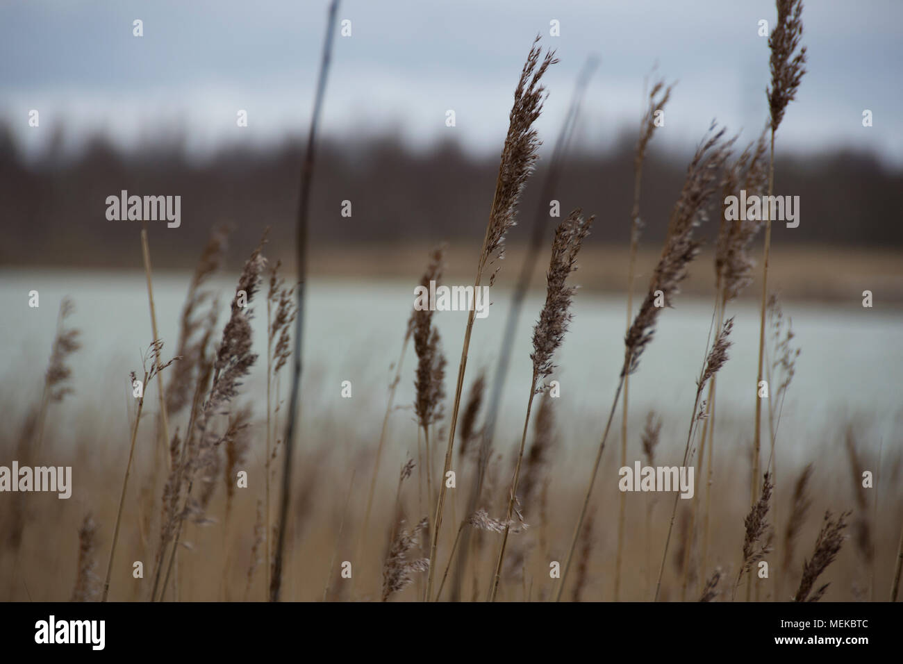 Praterie accanto alla coltivazione di acqua nel Cheshire England. Riserva naturale con lunghi di gambi di erba in primo piano Foto Stock