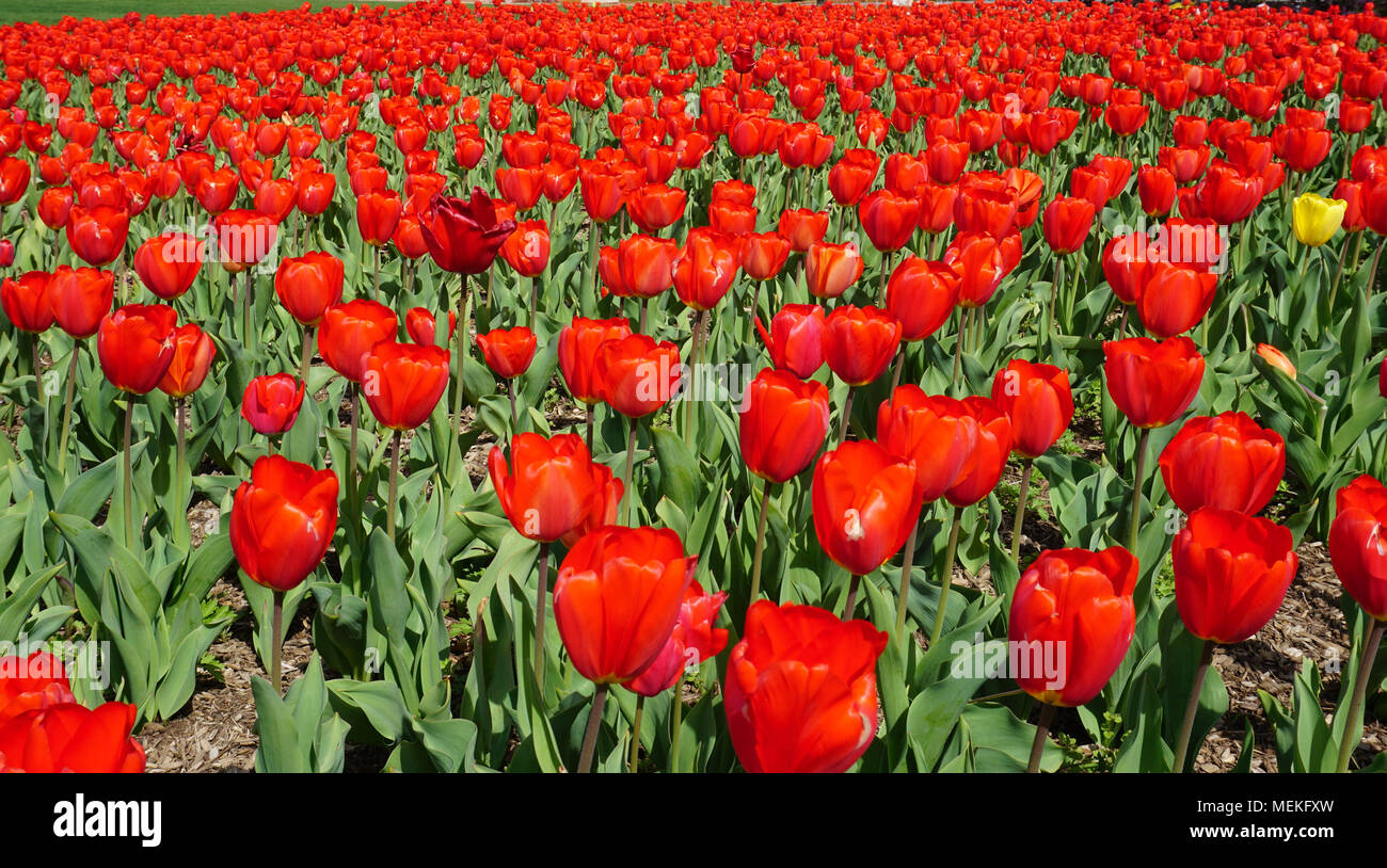 Giardino di tulipani in Olanda Carillon Foto Stock