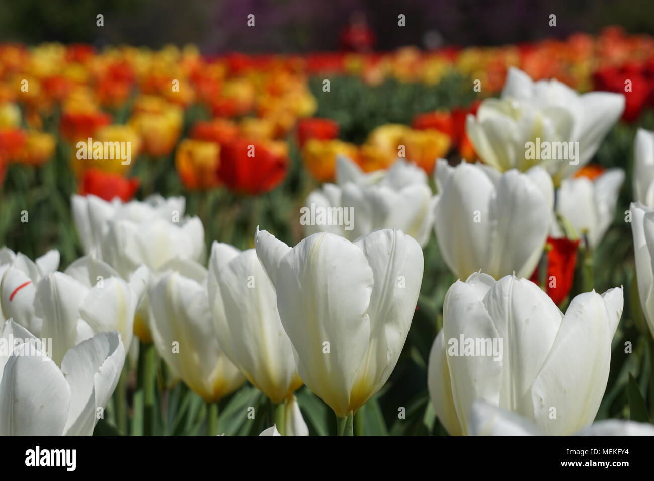 Giardino di tulipani in Olanda Carillon Foto Stock