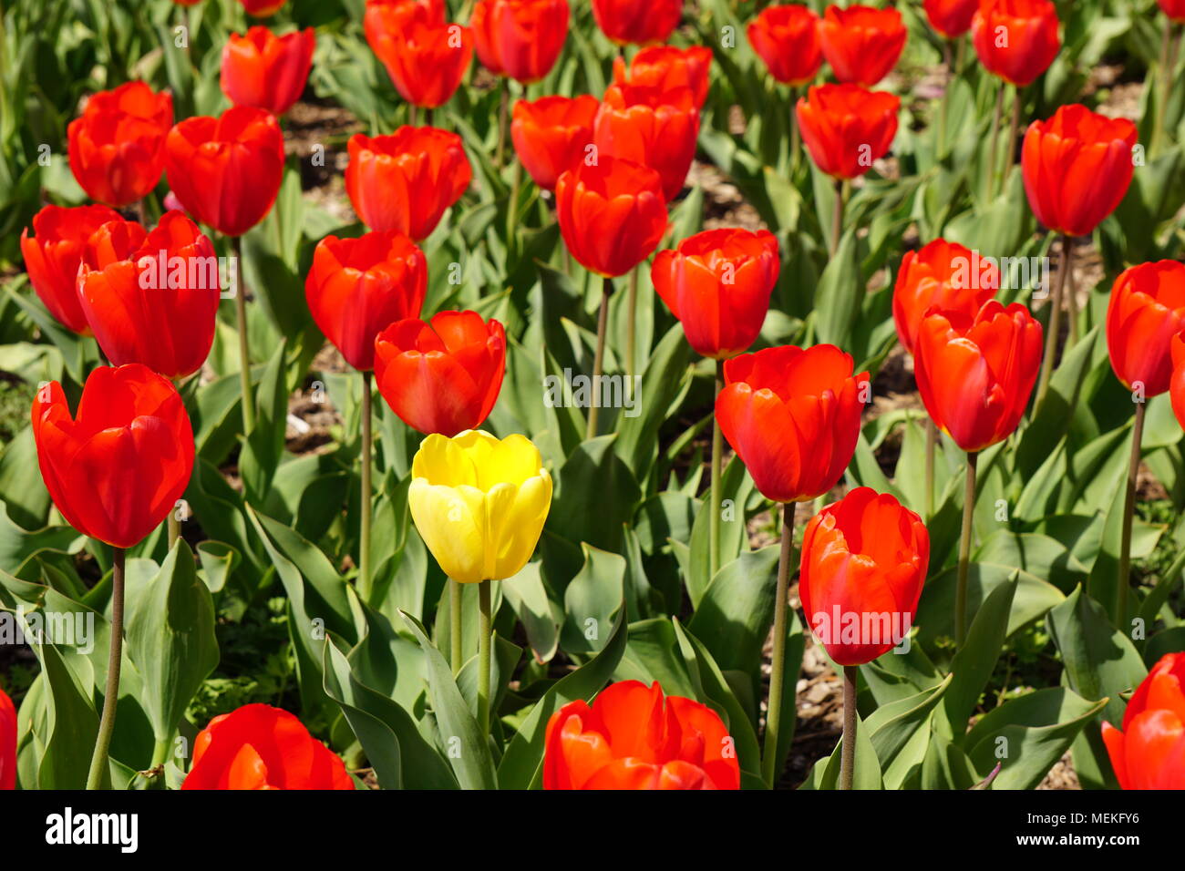 Giardino di tulipani in Olanda Carillon Foto Stock