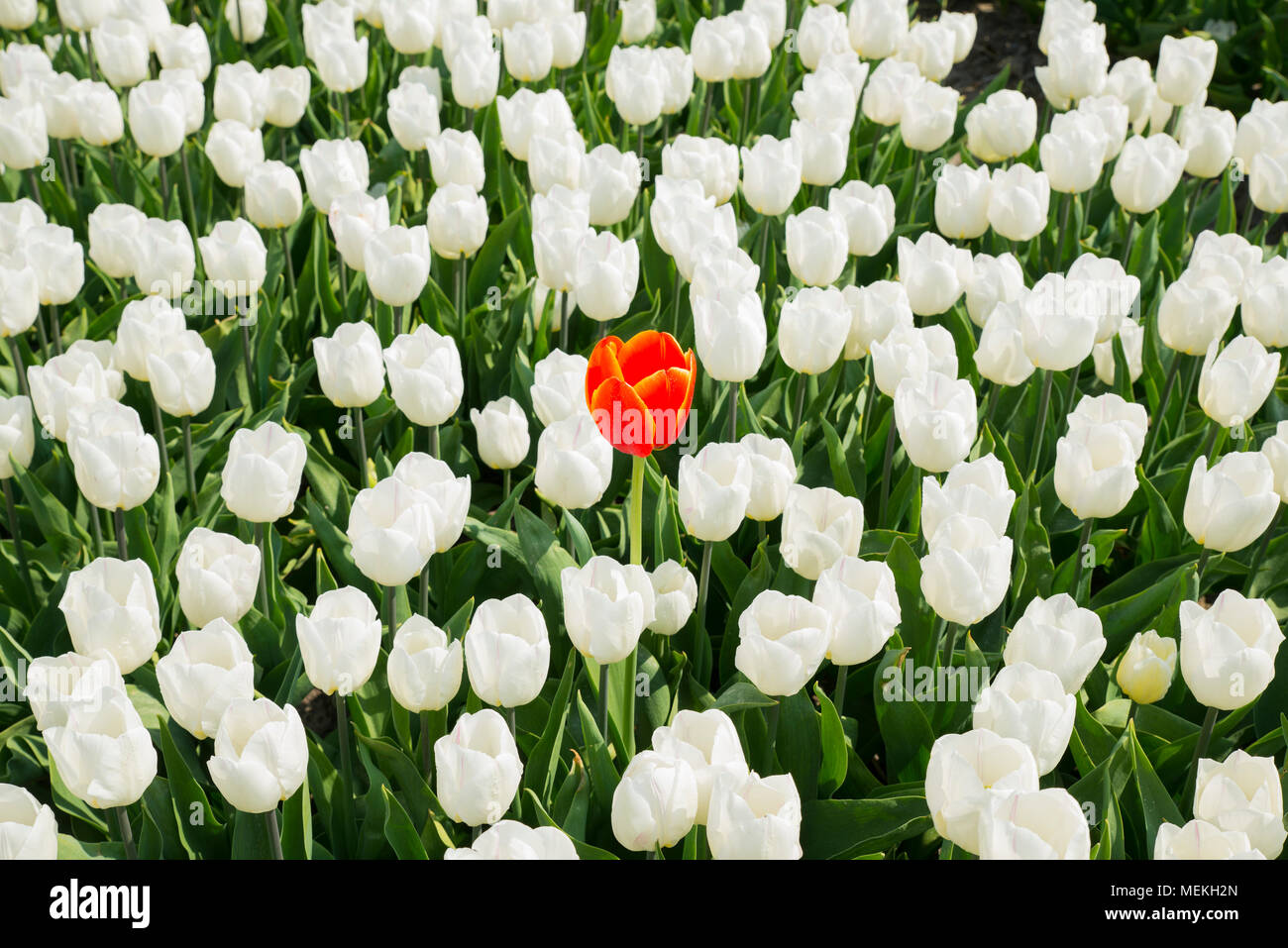 Uno rosso tulipano in campo bianco Foto Stock