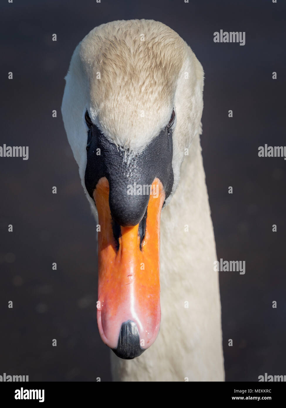 In prossimità della testa dei cigni Foto Stock