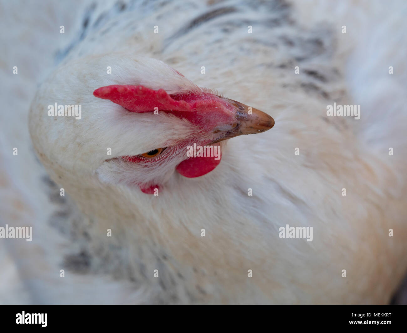 Pollo closeup dal di sopra Foto Stock